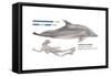 Bottlenose Dolphin (Tursiops Truncatus), Mammals-Encyclopaedia Britannica-Framed Stretched Canvas