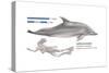 Bottlenose Dolphin (Tursiops Truncatus), Mammals-Encyclopaedia Britannica-Stretched Canvas