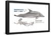 Bottlenose Dolphin (Tursiops Truncatus), Mammals-Encyclopaedia Britannica-Framed Poster