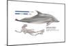 Bottlenose Dolphin (Tursiops Truncatus), Mammals-Encyclopaedia Britannica-Mounted Poster