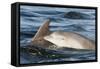 Bottlenose Dolphin (Tursiops Truncatus) Mother and Calf Surfacing, Moray Firth, Scotland, UK, June-John Macpherson-Framed Stretched Canvas