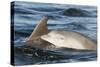 Bottlenose Dolphin (Tursiops Truncatus) Mother and Calf Surfacing, Moray Firth, Scotland, UK, June-John Macpherson-Stretched Canvas