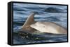 Bottlenose Dolphin (Tursiops Truncatus) Mother and Calf Surfacing, Moray Firth, Scotland, UK, June-John Macpherson-Framed Stretched Canvas