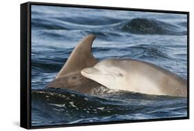 Bottlenose Dolphin (Tursiops Truncatus) Mother and Calf Surfacing, Moray Firth, Scotland, UK, June-John Macpherson-Framed Stretched Canvas