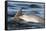 Bottlenose Dolphin (Tursiops Truncatus) Mother and Calf Surfacing, Moray Firth, Scotland, UK, June-John Macpherson-Framed Stretched Canvas