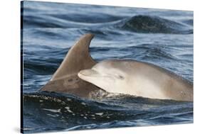 Bottlenose Dolphin (Tursiops Truncatus) Mother and Calf Surfacing, Moray Firth, Scotland, UK, June-John Macpherson-Stretched Canvas