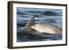 Bottlenose Dolphin (Tursiops Truncatus) Mother and Calf Surfacing, Moray Firth, Scotland, UK, June-John Macpherson-Framed Photographic Print