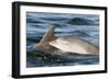 Bottlenose Dolphin (Tursiops Truncatus) Mother and Calf Surfacing, Moray Firth, Scotland, UK, June-John Macpherson-Framed Photographic Print