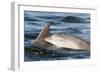 Bottlenose Dolphin (Tursiops Truncatus) Mother and Calf Surfacing, Moray Firth, Scotland, UK, June-John Macpherson-Framed Photographic Print