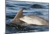 Bottlenose Dolphin (Tursiops Truncatus) Mother and Calf Surfacing, Moray Firth, Scotland, UK, June-John Macpherson-Mounted Photographic Print