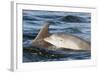 Bottlenose Dolphin (Tursiops Truncatus) Mother and Calf Surfacing, Moray Firth, Scotland, UK, June-John Macpherson-Framed Photographic Print