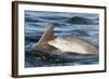 Bottlenose Dolphin (Tursiops Truncatus) Mother and Calf Surfacing, Moray Firth, Scotland, UK, June-John Macpherson-Framed Photographic Print