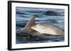 Bottlenose Dolphin (Tursiops Truncatus) Mother and Calf Surfacing, Moray Firth, Scotland, UK, June-John Macpherson-Framed Photographic Print