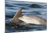 Bottlenose Dolphin (Tursiops Truncatus) Mother and Calf Surfacing, Moray Firth, Scotland, UK, June-John Macpherson-Mounted Photographic Print