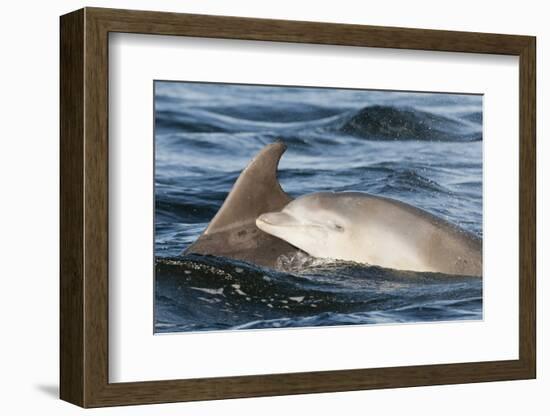 Bottlenose Dolphin (Tursiops Truncatus) Mother and Calf Surfacing, Moray Firth, Scotland, UK, June-John Macpherson-Framed Photographic Print