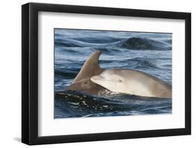 Bottlenose Dolphin (Tursiops Truncatus) Mother and Calf Surfacing, Moray Firth, Scotland, UK, June-John Macpherson-Framed Photographic Print