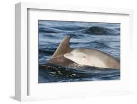 Bottlenose Dolphin (Tursiops Truncatus) Mother and Calf Surfacing, Moray Firth, Scotland, UK, June-John Macpherson-Framed Photographic Print