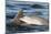 Bottlenose Dolphin (Tursiops Truncatus) Mother and Calf Surfacing, Moray Firth, Scotland, UK, June-John Macpherson-Mounted Photographic Print