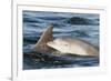 Bottlenose Dolphin (Tursiops Truncatus) Mother and Calf Surfacing, Moray Firth, Scotland, UK, June-John Macpherson-Framed Photographic Print