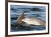 Bottlenose Dolphin (Tursiops Truncatus) Mother and Calf Surfacing, Moray Firth, Scotland, UK, June-John Macpherson-Framed Photographic Print