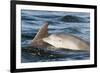 Bottlenose Dolphin (Tursiops Truncatus) Mother and Calf Surfacing, Moray Firth, Scotland, UK, June-John Macpherson-Framed Photographic Print