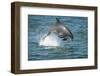 Bottlenose Dolphin (Tursiops Truncatus) Porpoising, Sado Estuary, Portugal-Pedro Narra-Framed Photographic Print