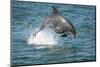 Bottlenose Dolphin (Tursiops Truncatus) Porpoising, Sado Estuary, Portugal-Pedro Narra-Mounted Photographic Print