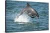 Bottlenose Dolphin (Tursiops Truncatus) Porpoising, Sado Estuary, Portugal-Pedro Narra-Stretched Canvas