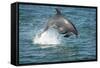 Bottlenose Dolphin (Tursiops Truncatus) Porpoising, Sado Estuary, Portugal-Pedro Narra-Framed Stretched Canvas