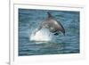 Bottlenose Dolphin (Tursiops Truncatus) Porpoising, Sado Estuary, Portugal-Pedro Narra-Framed Photographic Print