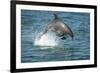 Bottlenose Dolphin (Tursiops Truncatus) Porpoising, Sado Estuary, Portugal-Pedro Narra-Framed Photographic Print