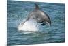 Bottlenose Dolphin (Tursiops Truncatus) Porpoising, Sado Estuary, Portugal-Pedro Narra-Mounted Photographic Print