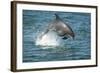 Bottlenose Dolphin (Tursiops Truncatus) Porpoising, Sado Estuary, Portugal-Pedro Narra-Framed Photographic Print