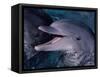 Bottlenose Dolphin (Tursiops Truncatus) Red Sea, Egypt-Jeff Rotman-Framed Stretched Canvas