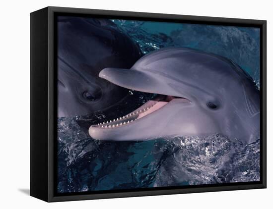 Bottlenose Dolphin (Tursiops Truncatus) Red Sea, Egypt-Jeff Rotman-Framed Stretched Canvas