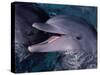Bottlenose Dolphin (Tursiops Truncatus) Red Sea, Egypt-Jeff Rotman-Stretched Canvas