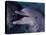 Bottlenose Dolphin (Tursiops Truncatus) Red Sea, Egypt-Jeff Rotman-Stretched Canvas