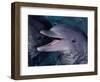 Bottlenose Dolphin (Tursiops Truncatus) Red Sea, Egypt-Jeff Rotman-Framed Premium Photographic Print