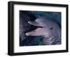 Bottlenose Dolphin (Tursiops Truncatus) Red Sea, Egypt-Jeff Rotman-Framed Premium Photographic Print