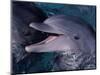 Bottlenose Dolphin (Tursiops Truncatus) Red Sea, Egypt-Jeff Rotman-Mounted Premium Photographic Print
