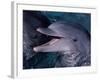 Bottlenose Dolphin (Tursiops Truncatus) Red Sea, Egypt-Jeff Rotman-Framed Photographic Print