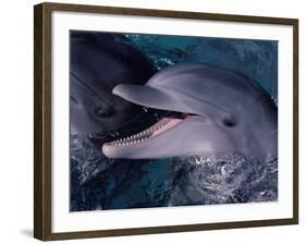 Bottlenose Dolphin (Tursiops Truncatus) Red Sea, Egypt-Jeff Rotman-Framed Photographic Print