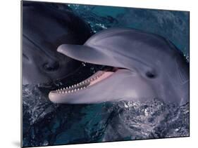 Bottlenose Dolphin (Tursiops Truncatus) Red Sea, Egypt-Jeff Rotman-Mounted Photographic Print