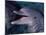 Bottlenose Dolphin (Tursiops Truncatus) Red Sea, Egypt-Jeff Rotman-Mounted Photographic Print