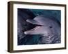 Bottlenose Dolphin (Tursiops Truncatus) Red Sea, Egypt-Jeff Rotman-Framed Photographic Print