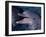 Bottlenose Dolphin (Tursiops Truncatus) Red Sea, Egypt-Jeff Rotman-Framed Photographic Print