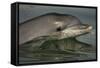 Bottlenose Dolphin (Tursiops Truncatus) Reflected At The Surface, Sado Estuary, Portugal-Pedro Narra-Framed Stretched Canvas