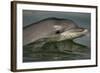 Bottlenose Dolphin (Tursiops Truncatus) Reflected At The Surface, Sado Estuary, Portugal-Pedro Narra-Framed Photographic Print