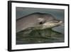 Bottlenose Dolphin (Tursiops Truncatus) Reflected At The Surface, Sado Estuary, Portugal-Pedro Narra-Framed Photographic Print