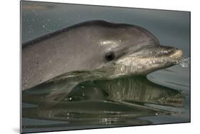 Bottlenose Dolphin (Tursiops Truncatus) Reflected At The Surface, Sado Estuary, Portugal-Pedro Narra-Mounted Photographic Print